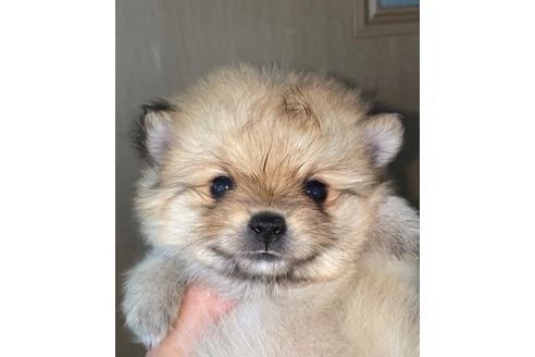 成約済の埼玉県のポメラニアン-126394の1枚目