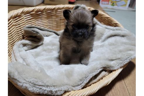 成約済の千葉県のポメラニアン-128273の1枚目