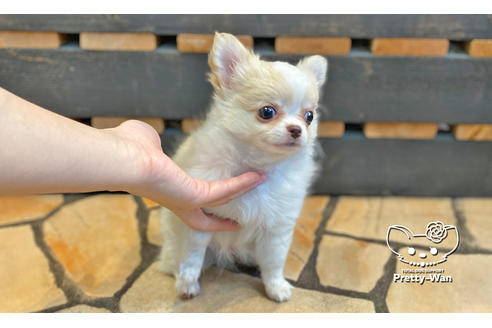 成約済の愛知県のチワワ(ロングコート)-128557の6枚目