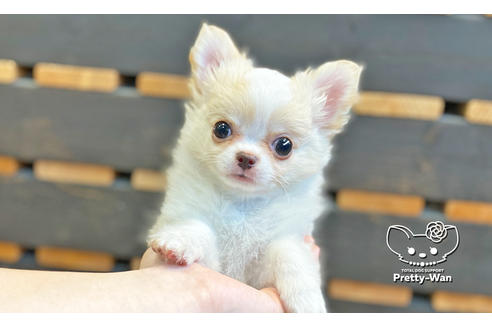 成約済の愛知県のチワワ(ロングコート)-128557の1枚目