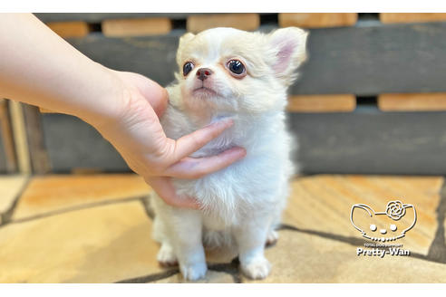 成約済の愛知県のチワワ(ロングコート)-128557の3枚目