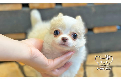 成約済の愛知県のチワワ(ロングコート)-128557の4枚目