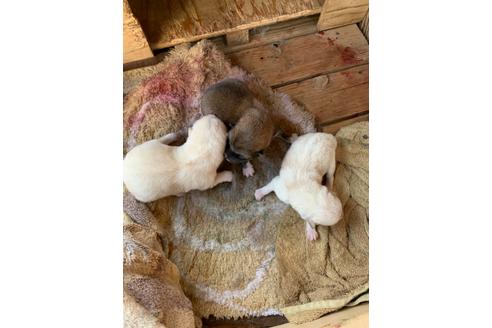 成約済の山梨県の柴犬-130231の1枚目
