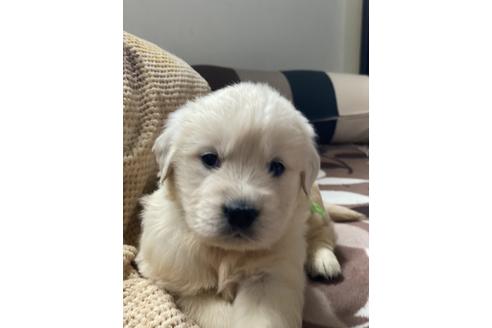 子犬