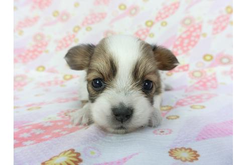 成約済の千葉県のパピヨン-130245の1枚目
