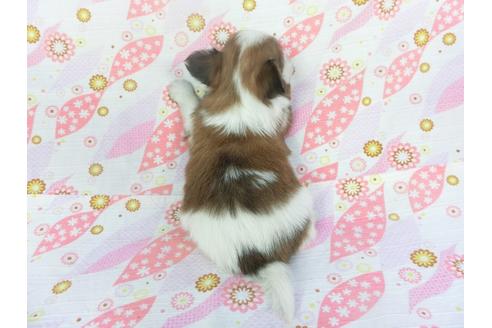 成約済の千葉県のパピヨン-130245の4枚目