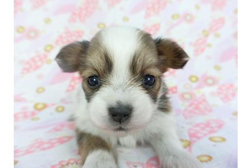 成約済の千葉県のパピヨン-130245の3枚目