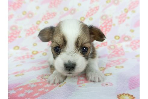 成約済の千葉県のパピヨン-130245の2枚目