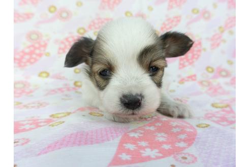 成約済の千葉県のパピヨン-130248の1枚目