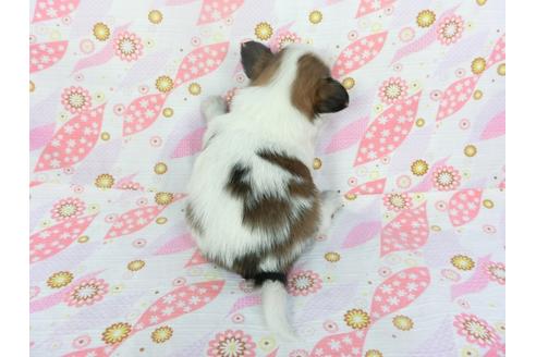 成約済の千葉県のパピヨン-130248の4枚目