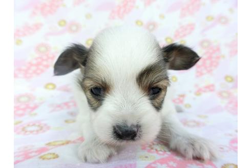 成約済の千葉県のパピヨン-130248の3枚目