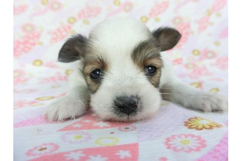 成約済の千葉県のパピヨン-130248の2枚目