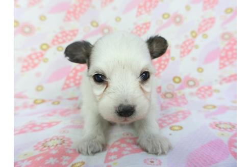 成約済の千葉県のパピヨン-130250の1枚目