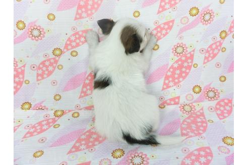 成約済の千葉県のパピヨン-130250の4枚目