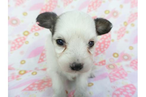 成約済の千葉県のパピヨン-130250の3枚目