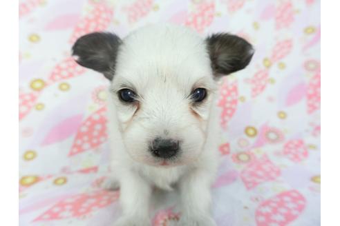 成約済の千葉県のパピヨン-130250の2枚目