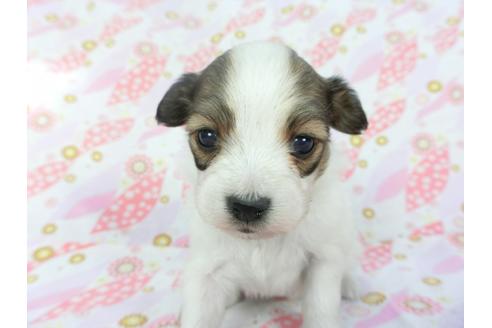 成約済の千葉県のパピヨン-130251の1枚目