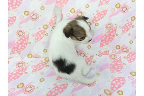 成約済の千葉県のパピヨン-130251の4枚目