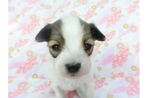 成約済の千葉県のパピヨン-130251の3枚目