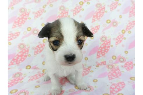 成約済の千葉県のパピヨン-130251の2枚目