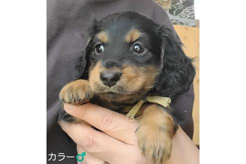 成約済の埼玉県のミニチュアダックスフンド(ロングヘアード)-130254の1枚目