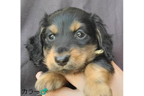 成約済の埼玉県のミニチュアダックスフンド(ロングヘアード)-130254の5枚目