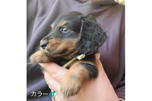 成約済の埼玉県のミニチュアダックスフンド(ロングヘアード)-130254の4枚目