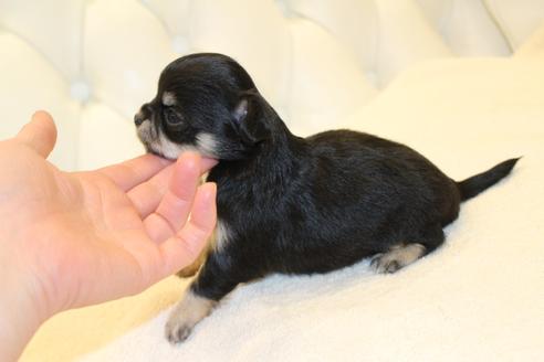 成約済の東京都のチワワ(ロングコート)-129445の2枚目