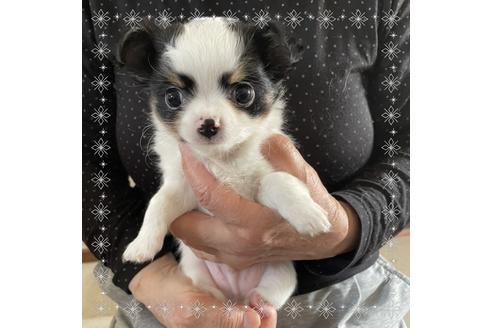 成約済の山口県のチワワ(ロングコート)-127630の1枚目