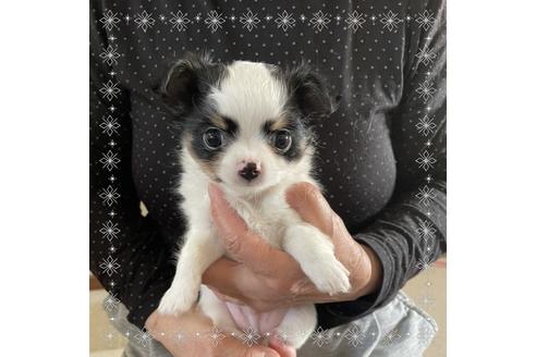 成約済の山口県のチワワ(ロングコート)-127133の2枚目