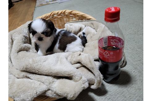 成約済の千葉県のシーズー-130296の1枚目