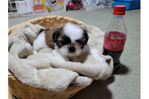 成約済の千葉県のシーズー-130297の1枚目