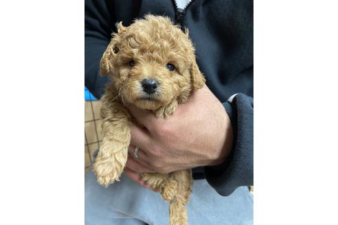 成約済の静岡県のトイプードル-127699の1枚目