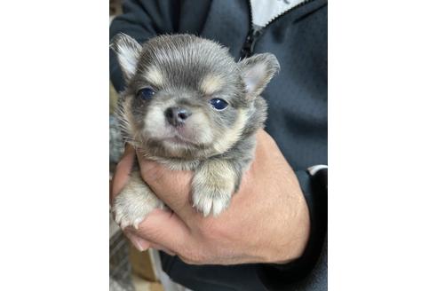 成約済の静岡県のチワワ(ロングコート)-127697の1枚目