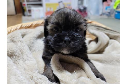 成約済の千葉県のミックス犬-127877の1枚目