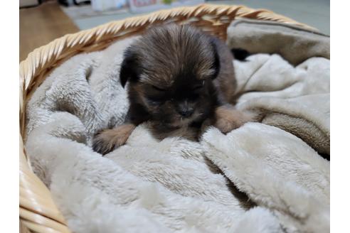 成約済の千葉県のミックス犬-127876の1枚目
