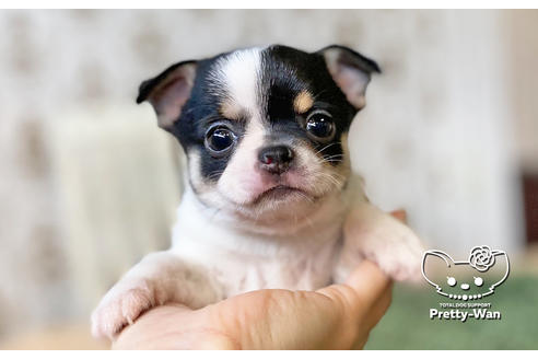 成約済の愛知県のチワワ(スムースコート)-130324の1枚目