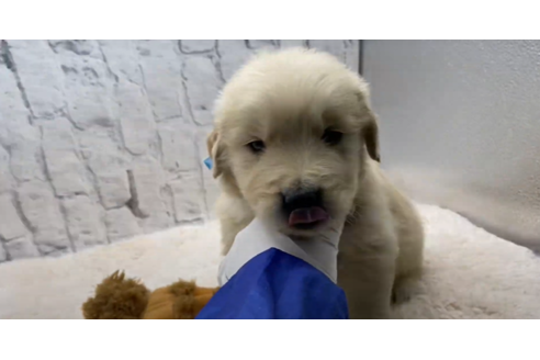 成約済の栃木県のゴールデンレトリーバー-130334