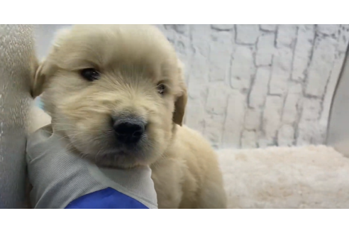 成約済の栃木県のゴールデンレトリーバー-130334の2枚目