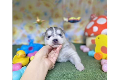 成約済の福岡県のシベリアンハスキー-130335の6枚目