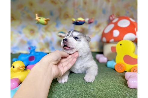 成約済の福岡県のシベリアンハスキー-130335の5枚目