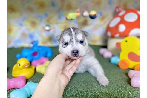 成約済の福岡県のシベリアンハスキー-130335の4枚目