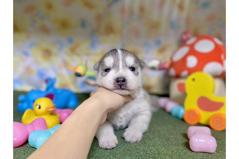 成約済の福岡県のシベリアンハスキー-130335の1枚目