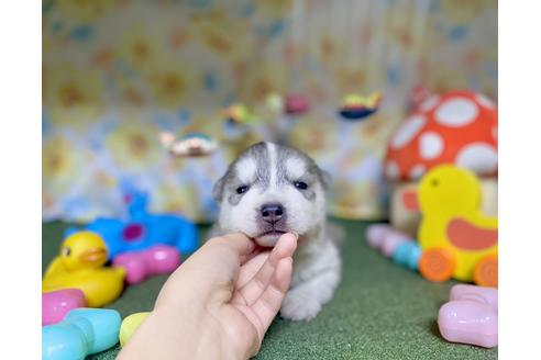 成約済の福岡県のシベリアンハスキー-130335の2枚目