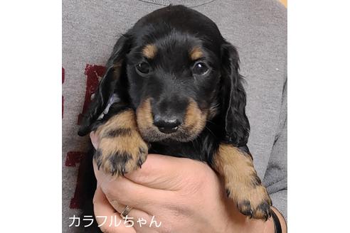 成約済の埼玉県のミニチュアダックスフンド(ロングヘアード)-130348