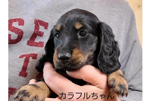 成約済の埼玉県のミニチュアダックスフンド(ロングヘアード)-130348の2枚目