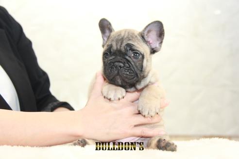 成約済の東京都のフレンチブルドッグ-130359の7枚目