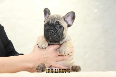 成約済の東京都のフレンチブルドッグ-130359の6枚目