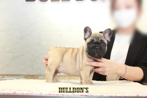 成約済の東京都のフレンチブルドッグ-130359の5枚目