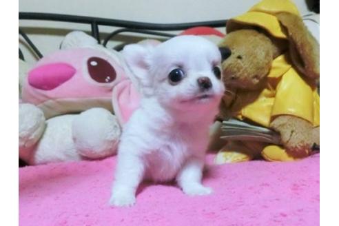 子犬